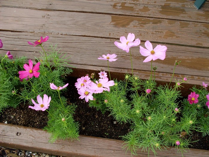 Pink and magenta cosmos flowers on a wooden deck
