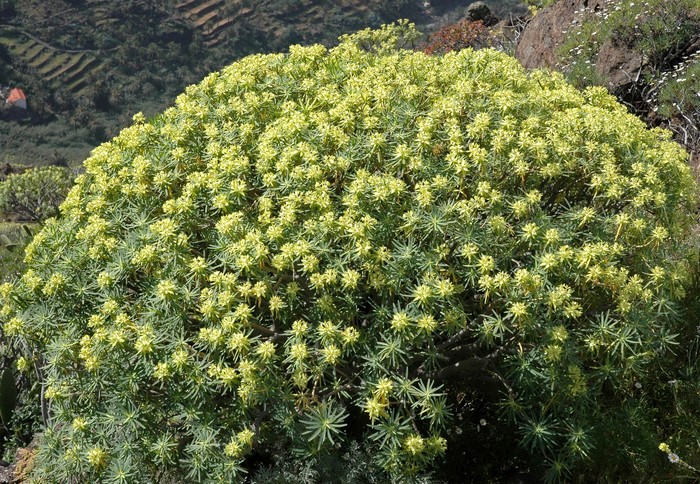Flowering Euphorbia plant on a hillside