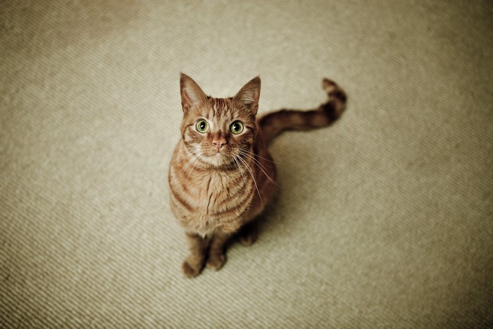 Orange tabby cat looking up
