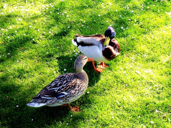 Two ducks on green grass