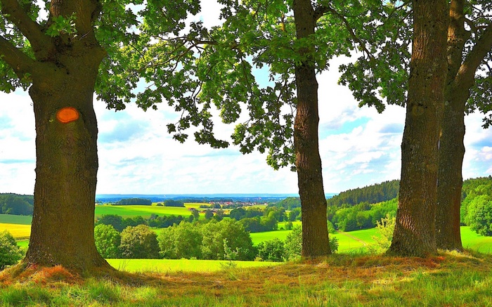Three large oak trees on a grassy hill overlooking a valley