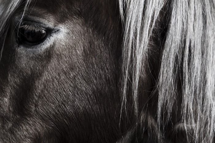 Close-up of a horse's eye and mane