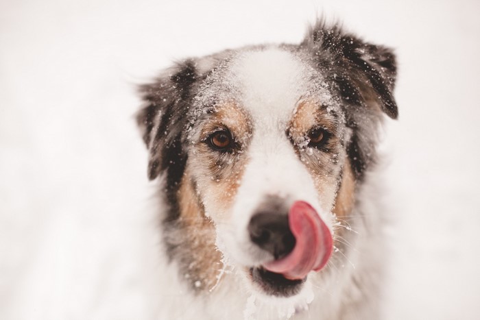 Australian Shepherd dog with snow on its face licking its nose
