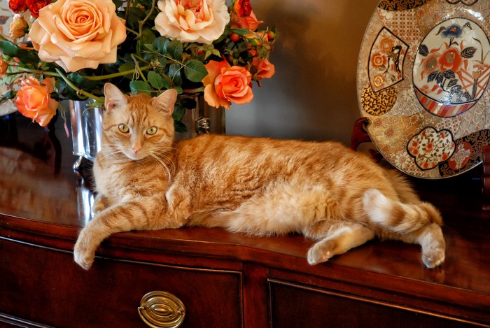 Orange tabby cat lying on a dresser with roses