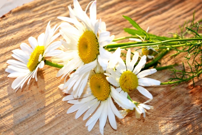 White camomiles on a wooden surface