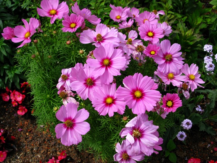 Pink Cosmos flowers with green foliage