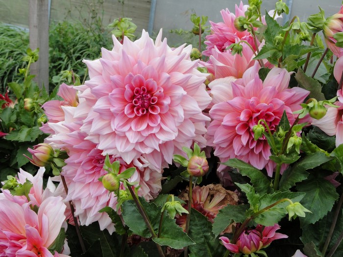 Pink Dahlias and Flower Buds