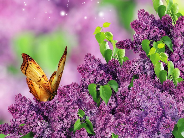 Butterfly on Lilac Flowers