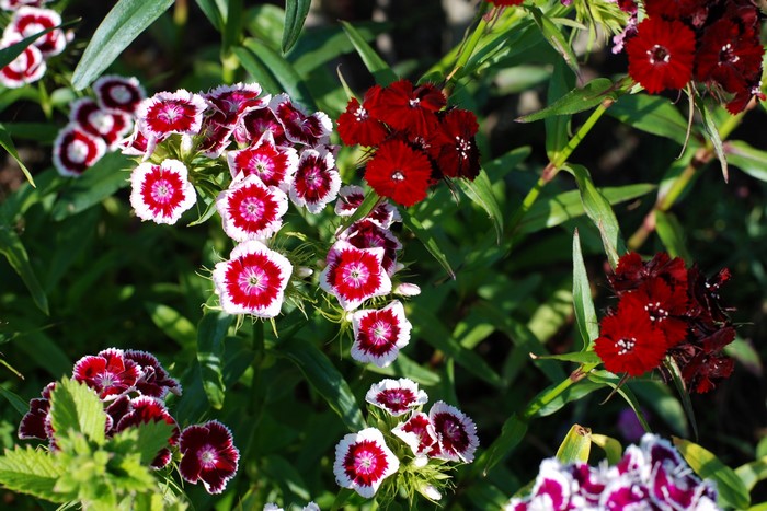 Dianthus flowers in bloom