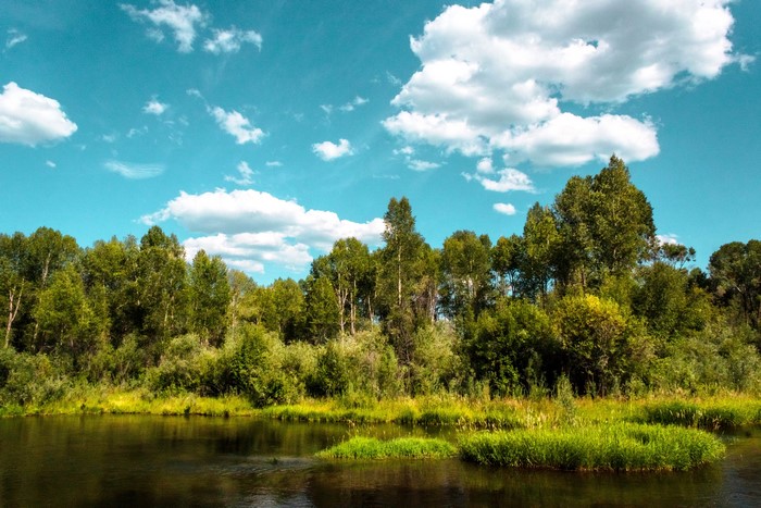 River flowing through a forest with clouds in the sky