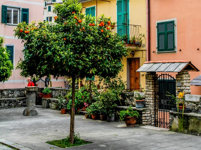 Orange tree in a courtyard with colorful houses