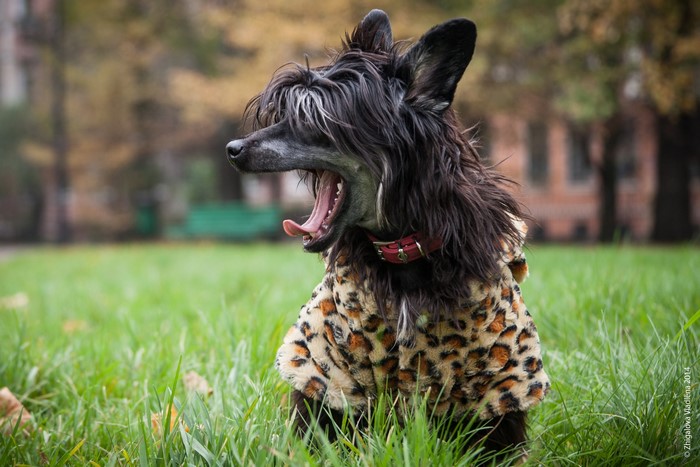 Chinese Crested dog yawning in a leopard print coat