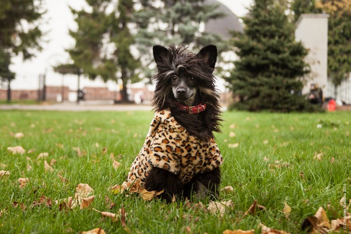 Chinese Crested dog wearing a leopard print coat in a park