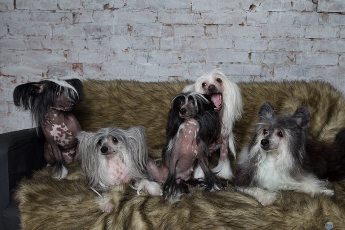 Group of Chinese Crested Dogs on a Fur Couch