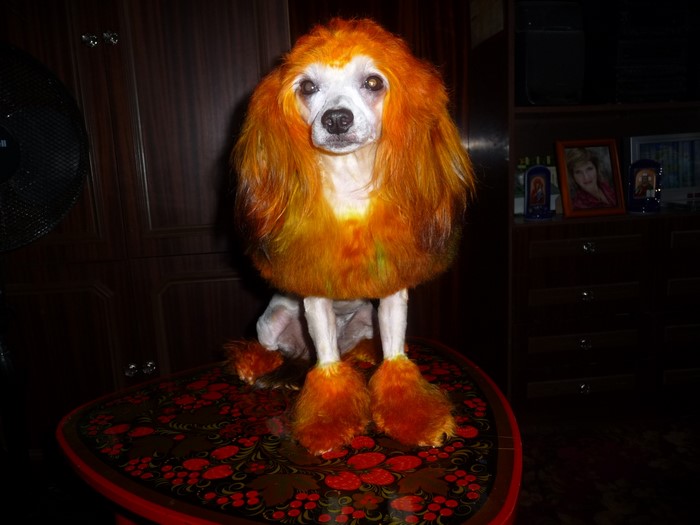 Chinese Crested dog with orange dyed fur
