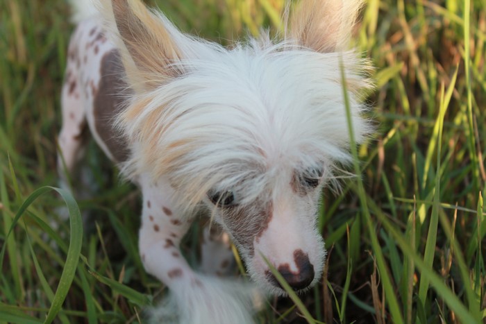 Chinese Crested Puppy in Grass