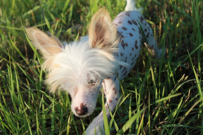 Chinese Crested Puppy in Grass