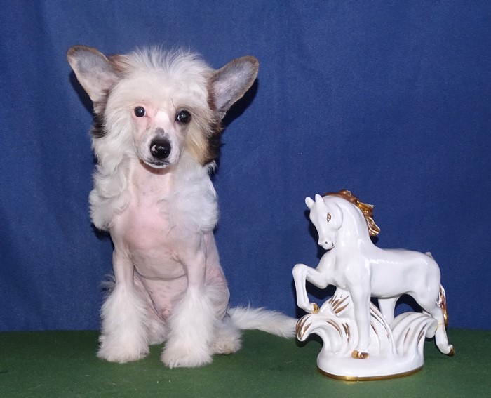 Chinese Crested puppy with a porcelain horse figurine