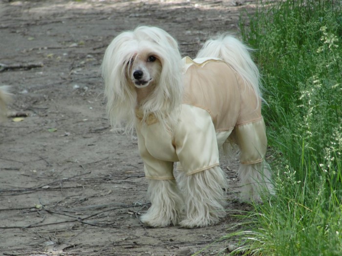 White Chinese Crested dog wearing a light beige outfit