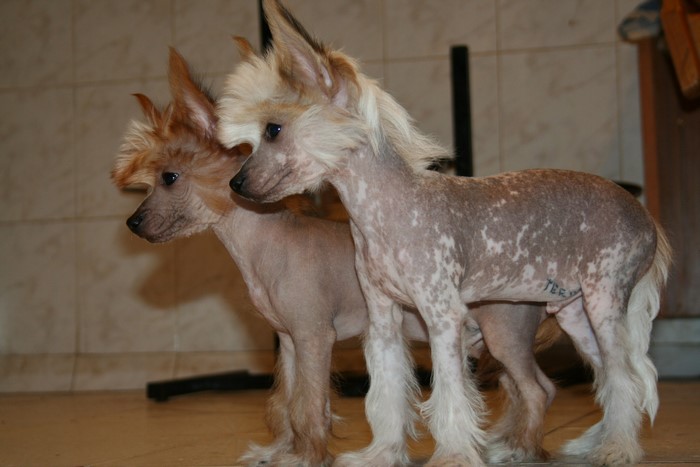 Two Chinese Crested puppies standing
