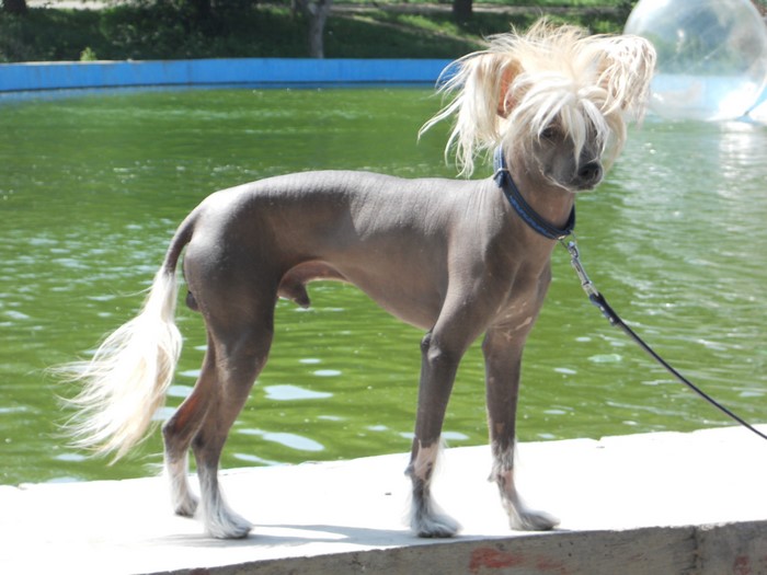 Chinese Crested Dog by a Pool
