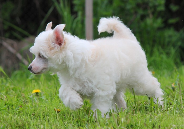 White Chinese Crested Puppy Running in Grass