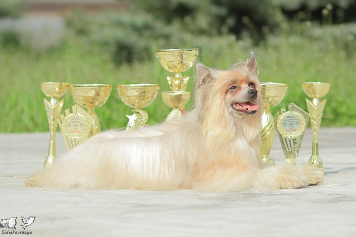 Chinese Crested dog with multiple awards