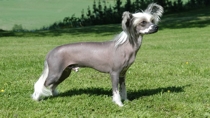 Chinese Crested dog standing on grass