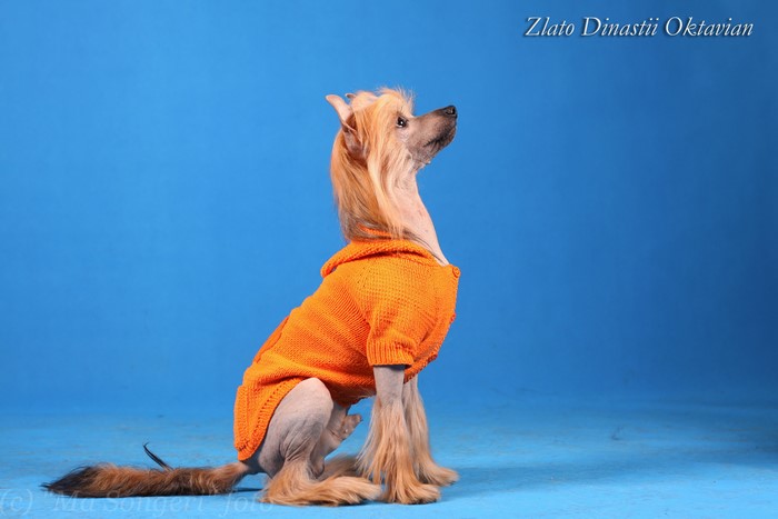Chinese Crested Dog in Orange Sweater