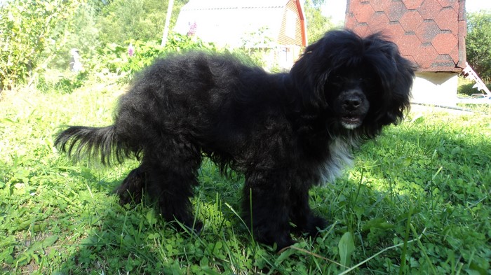 Black Chinese Crested Dog in Grass