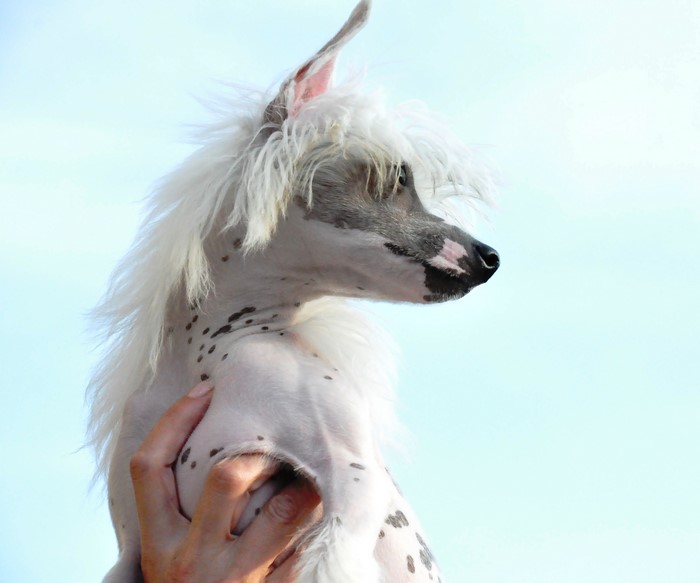 Chinese Crested dog held by a hand