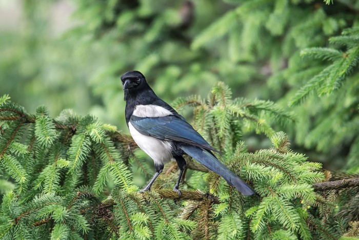 Eurasian magpie perched on a spruce branch