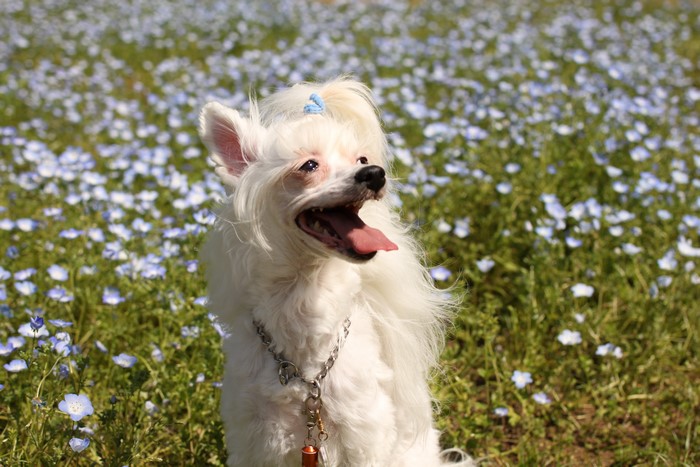 4K Chinese Crested Dog in Flower Field