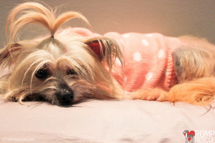 Yorkshire Terrier wearing a pink sweater