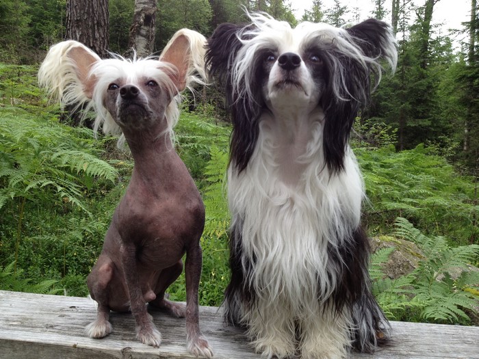 Two Chinese Crested dogs sitting on a wooden surface