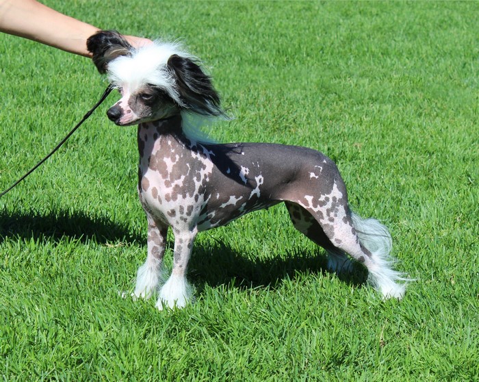 Chinese Crested dog on grass