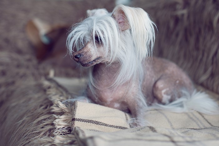 Chinese Crested dog lying on a blanket