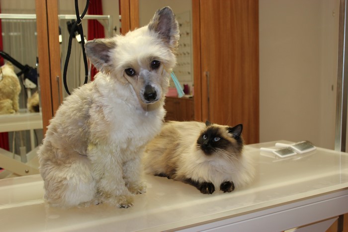 Chinese Crested Dog and Siamese Cat on Grooming Table