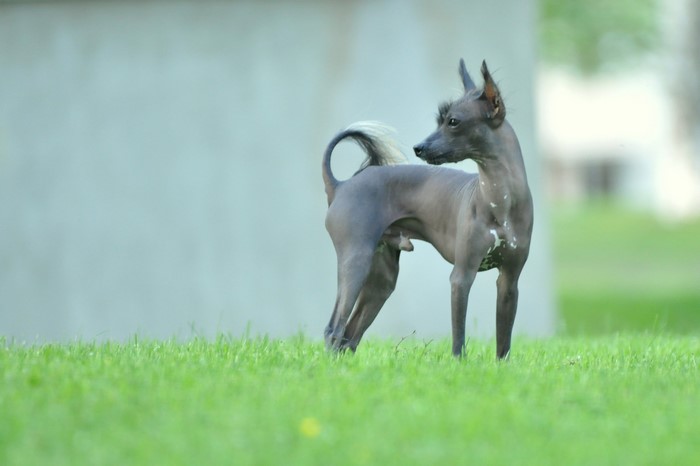 A Chinese Crested dog stands on grass