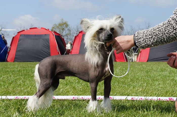 Chinese Crested dog on leash at event