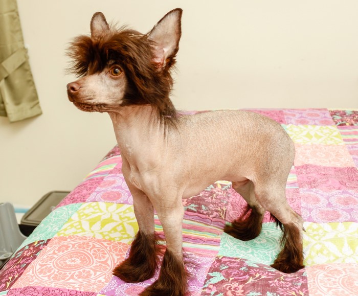 Chinese Crested puppy standing on a colorful quilt