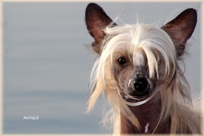 Chinese Crested dog looking to the left