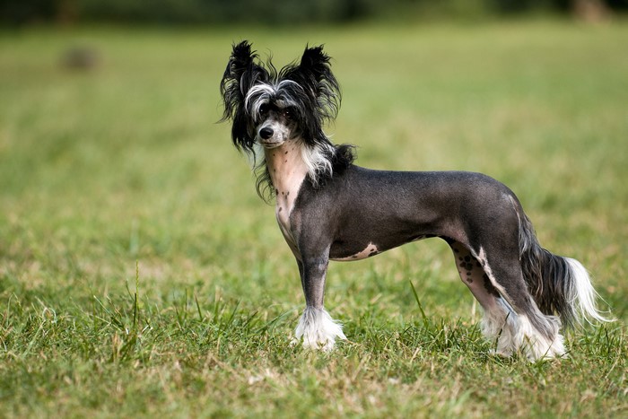 Chinese Crested dog standing on grass