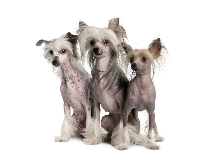Three Chinese Crested Dogs