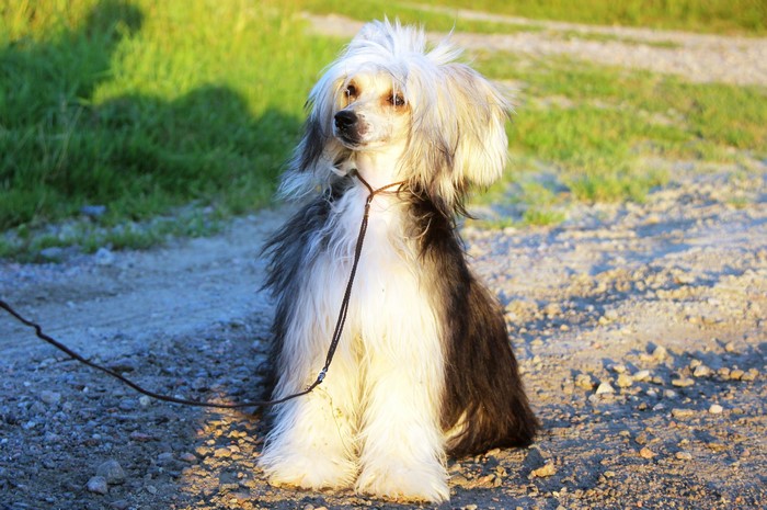Chinese Crested dog sitting on a dirt path