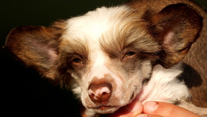 Close-up of a Chinese Crested puppy's face