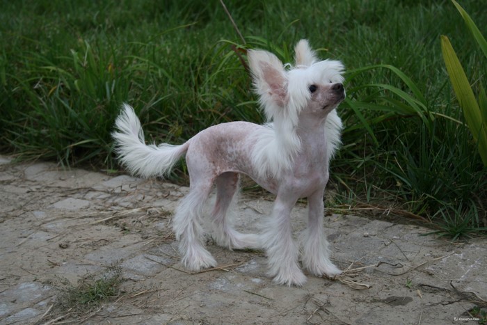 Chinese Crested Puppy in Grass