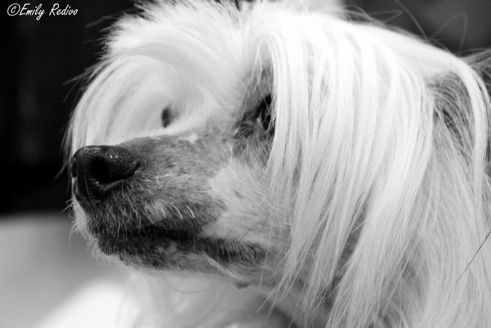 Chinese Crested Dog Head Close-up