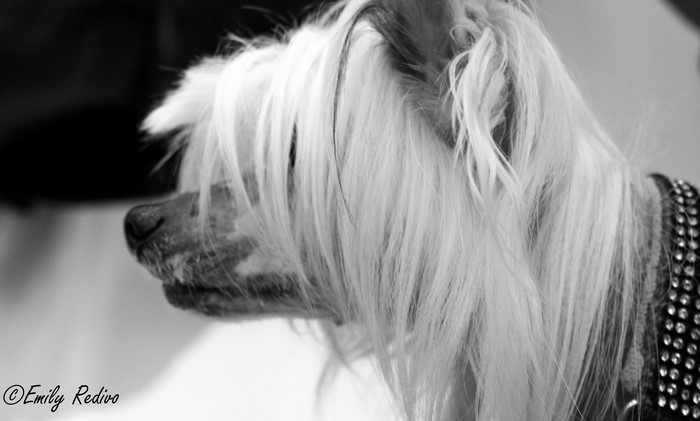 Chinese Crested Dog with Collar
