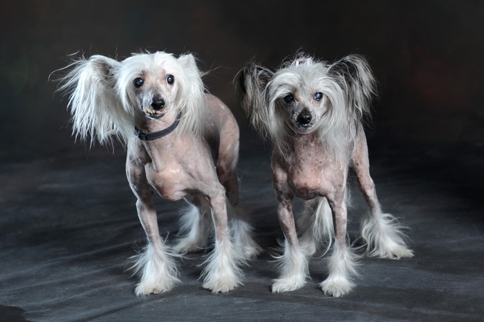 Two Chinese Crested dogs standing